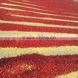 Hot Selling in Austrilia Market Bullet Chilli Ring Dried Chilli Cutted From China Factory Supplier thumbnail-3