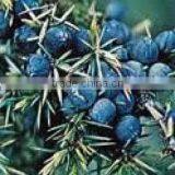 Juniper Berry Oil manufacturer.