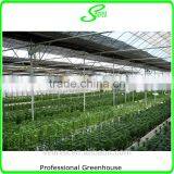High-tech Greenhouses and Hydroponic Systems for Professional Growers thumbnail-5