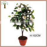 White Magnolia Flowering Tree Make thumbnail-1
