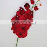 Single Orchid for Christmas thumbnail-1