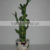 Lucky Bamboo Dracaena Sanderiana thumbnail-3