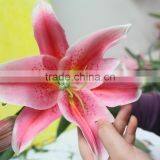 Best Quality Decorative Flower Fresh Cut Pink Lily Wholesale From Yunnan,China thumbnail-5