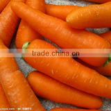 chinese fresh china fresh carrot