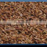 Dill Seed thumbnail-1