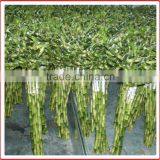 Spiral Lucky Bamboo 25cm-100cm DRACAENA SANDERIANA Air Bonsai Tree Indoor Aquatic Feng Shui Plants Nursery Garden Decoration thumbnail-3