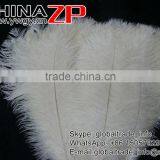 CHINAZP Trade Assurance Gold Supplier Size Frcom 20inch to 22inch White Ostrich Feather for Wedding Centerpiece thumbnail-4