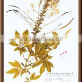 Dry preserved specimen/medical specimen--Cleome spinosa(spiderflower) for biology teaching