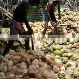 Semi Husked Coconuts From Pollachi thumbnail-2