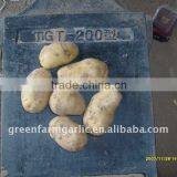 Latest Hollan Potato thumbnail-1