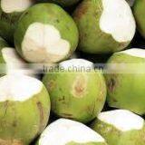 Fresh Indian Coconut in Semi Husked thumbnail-3