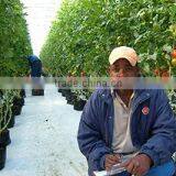 Silage Cover(green/black, Green/yellow Color Silo Sheeting) thumbnail-6