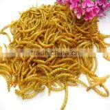 Dried Mealworms With Best Quality and Reseasonable Price thumbnail-2