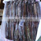 Switzerland of Illex Squid thumbnail-1