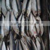 Superior Quality Sardine for Bait on Sale thumbnail-3