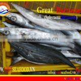 FROZEN BARRACUDA FISH WHOLE ROUND thumbnail-5