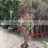 Dracaena Marginata (Madagascar Dragon Tree, Red Edge Dracaena) thumbnail-3