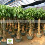 Pachira Aquatica Bradied for Indoor Plant thumbnail-1