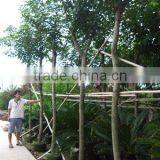 Tabebuia Chrysantha Big Size for Sale thumbnail-1