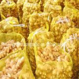 Jining greenfarm fresh yellow ginger