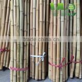 wy-z054 white bamboo