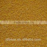 Organic Hulled Glutinous Yellow Millet for Vacuum Packing and Bulk thumbnail-3