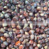 Sell Fresh Chestnut (40-60) thumbnail-1