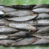 Whole Round Frozen Sardine Fish ( SARDINA MELANOSTICTUS ) thumbnail-1