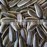 5009 Sunflower Seeds for Human Consumption thumbnail-3