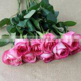 Supply Fresh Cut Flower Rose From Flower Base in Kingming thumbnail-4