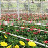 Hybrid Cucumber thumbnail-1