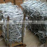 Common Galvanized Steel Nail