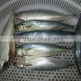 Frozen Seafood Horse Mackerel thumbnail-1