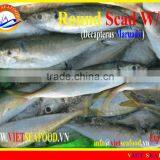 FROZEN ROUND SCAD WHOLE ROUND thumbnail-3