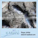 Sea Frozen Auxis Thazard Lot Number#kmw4328 thumbnail-1