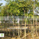 Cassia Fistula Outdoor Tropical Trees thumbnail-2