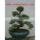 Chinese Elm Indoor Plant thumbnail-1
