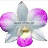 Thailand Top Quality D-003 Dendrobium Young Star Orchid thumbnail-1