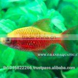 Rosy Barb Fish Farm For Sale and Export thumbnail-4