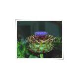 Rhaponticum Uniflorum P.E(sales22 at Lgberry Dot Com Dot Cn)