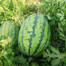 Emperor Chinese High Quality Hybrid Watermelon Seeds for Growing thumbnail-2