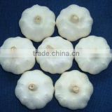 Normal white Garlic from Jinxiang new crop!!