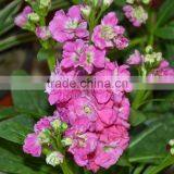 Good quality hot-sale flower yunnan wholesaler violet