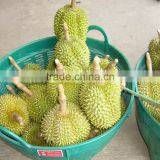 Durian thumbnail-3