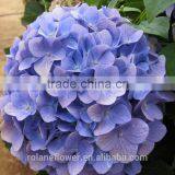 For Birthday Decoration Cheap Natural Hydrangea Latex Hydrangea From Yunnan, China thumbnail-6