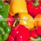 FRESH / FROZEN CAPSICUM WITH BEST PRICE AND TYPICAL AROMA