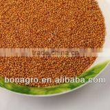 Hot selling yellow millet