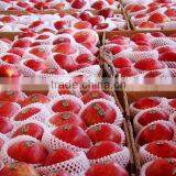 2015 Crop Fresh Red Delicious Apple
