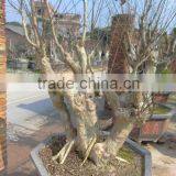 Outdoor Plants Lagerstroemia Indica L. thumbnail-2
