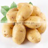 Fresh Healthy Yellow Potato For Sale